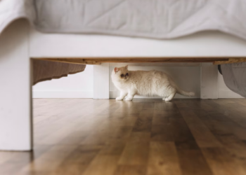 Estabelecimentos veterinários são obrigados a denunciar maus-tratos a animais