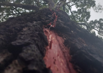 Análise da equipe técnica:  árvore não precisará ser extraída e não corre risco de cair - Foto: Leandro Ferreira/Hora Campinas