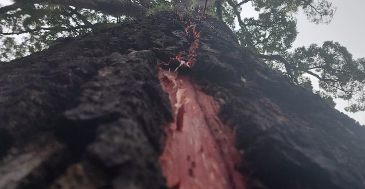Análise da equipe técnica:  árvore não precisará ser extraída e não corre risco de cair - Foto: Leandro Ferreira/Hora Campinas