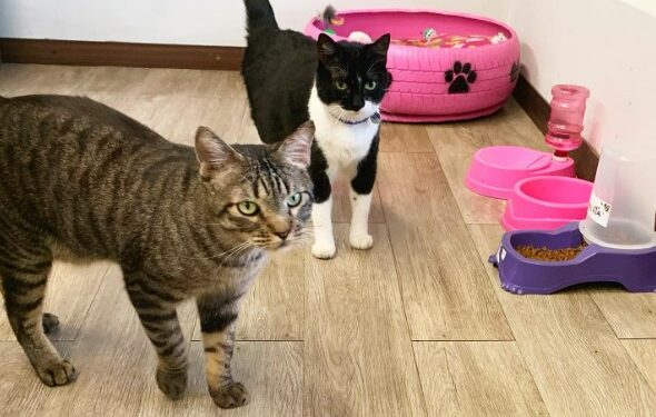 Prefeitura de Nova Odessa conta com ‘servidores’ especiais no Paço Municipal