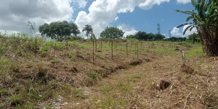 Fundação Mata de Santa Genebra planta 1.396 mudas na Floresta Serra D’água
