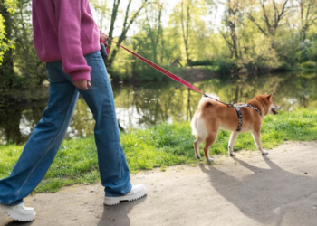 Equipamento de passeio é uma ferramenta de segurança, pois minimiza riscos para cães e tutores - Foto: Freepik