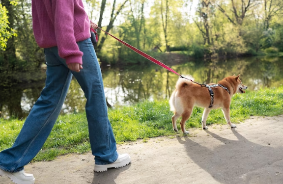 Equipamento de passeio é uma ferramenta de segurança, pois minimiza riscos para cães e tutores - Foto: Freepik