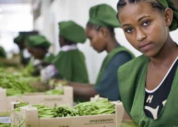 Jovens trabalhadoras embalam feijão em uma fazenda na Etiópia: na África, muitos jovens optaram por se retirar completamente do mercado de trabalho - Foto: OIT/Sven Torfinn