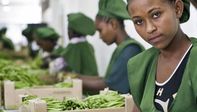 Jovens trabalhadoras embalam feijão em uma fazenda na Etiópia: na África, muitos jovens optaram por se retirar completamente do mercado de trabalho - Foto: OIT/Sven Torfinn