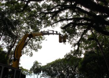 Árvores da Lagoa do Taquaral são extraídas: Prefeitura planeja um novo bosque no local Foto:  Leandro Ferreira/Hora Campinas