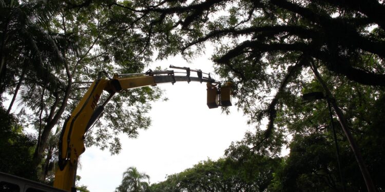 Árvores da Lagoa do Taquaral são extraídas: Prefeitura planeja um novo bosque no local Foto:  Leandro Ferreira/Hora Campinas