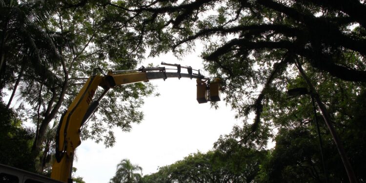 Lagoa terá minifloresta; ambientalistas apontam erro de décadas da arborização urbana