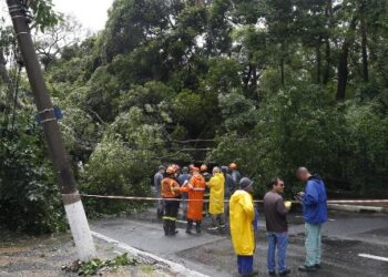 Funcionários trabalham na poda de árvores no entorno do Bosque dos Jequitibás: local estava fechado desde o dia 24 de janeiro. Foto: Leandro Ferreira/Hora Campinas