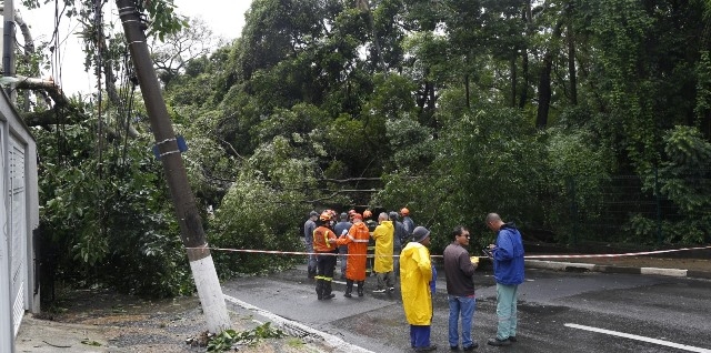 Comdema busca diálogo entre secretarias sobre corte de árvores em Campinas