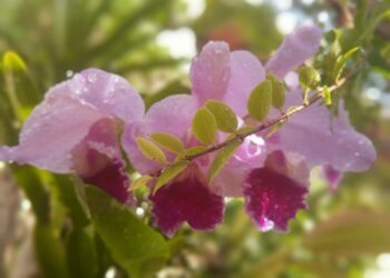 "Todos os anos, próximo ao dia 10 de fevereiro, a orquídea me manda um recado sobre os laços de amor que nos unem" - Fotos: Kátia Camargo/Hora Campinas