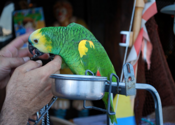 Criar uma ave doméstica requer grandes cuidados, como gaiola, higiene, água e alimentação adequada - Foto: Divulgação