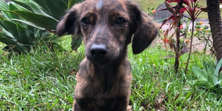 Feira de adoção acontece aos sábados em Hortolândia