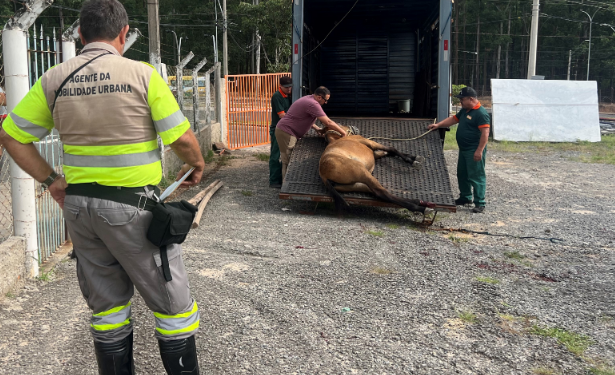 Ação conjunta busca agilizar a operação com respeito aos animais e segurança no trânsito - Foto: Divulgação PMC