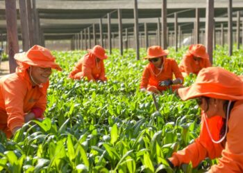 O trabalho de agricultoras da Amazônia gera insumos sustentáveis para o país