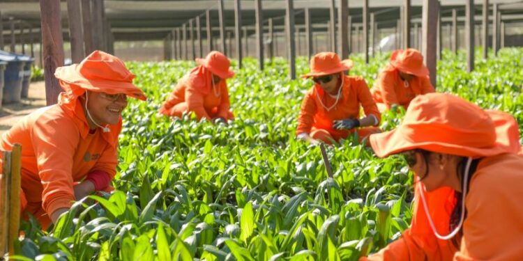 O trabalho de agricultoras da Amazônia gera insumos sustentáveis para o país