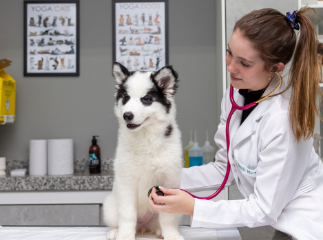 Confira sintomas de que seu pet está obeso e como prevenir