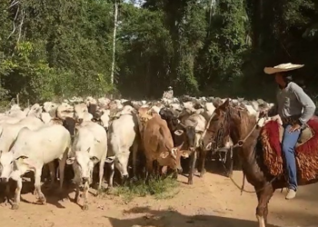 Agência da ONU diz que iniciativa deve promover trabalho decente em áreas do setor de pecuária para enfrentar violações das regras e leis laborais - Foto: PCI/ONU News