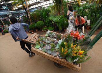 Dia das Mães: Ceasa espera aumento de 35% nas vendas de flores. Foto: Divulgação/PMC