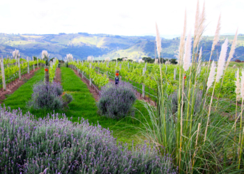 Um inesquecível passeio rural pelos cafezais e vinícolas de Espírito Santo do Pinhal