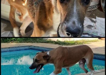 O Polenta, antes e depois: animal vive em um hotel para cachorros após ser retirado de um ambiente de extrema sujeira - Fotos: Divulgação