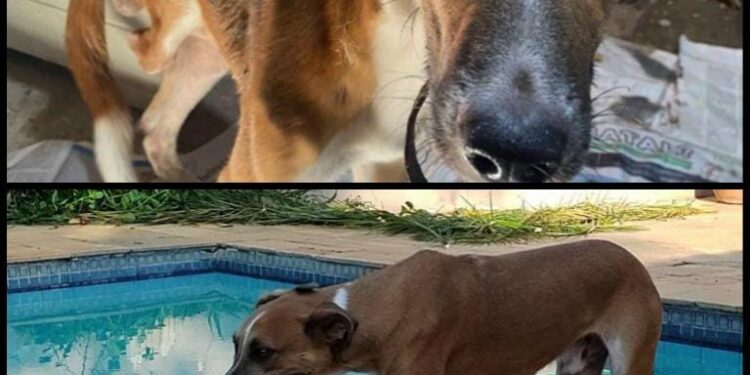 O Polenta, antes e depois: animal vive em um hotel para cachorros após ser retirado de um ambiente de extrema sujeira - Fotos: Divulgação