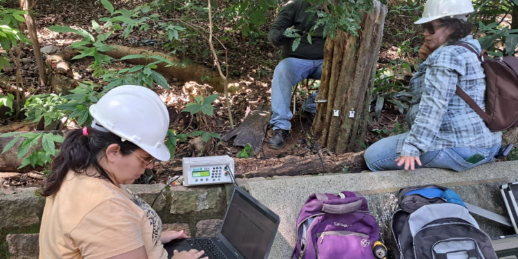 Equipe  técnica avalia condições de árvore no Bosque dos Jequitibás. Foto: José Hamilton Aguirre Junior/Divulgação