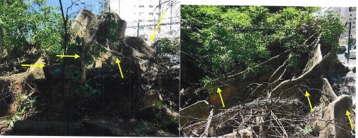 Biólogo do IPT, responsável por laudo da figueira do Bosque, fala na Câmara