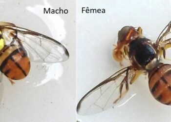 A mosca da carambola (Bactrocera carambolae, Drew & Hancock) é uma praga quarentenária presente e um dos principais riscos à agricultura nacional. Foto: Wilda Pinto/Ministério da Agricultura