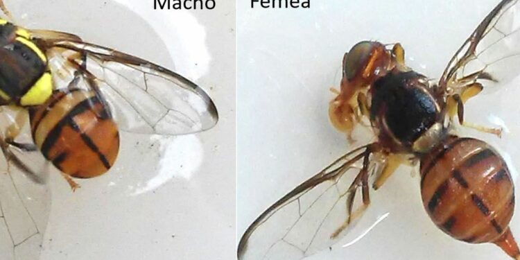 A mosca da carambola (Bactrocera carambolae, Drew & Hancock) é uma praga quarentenária presente e um dos principais riscos à agricultura nacional. Foto: Wilda Pinto/Ministério da Agricultura