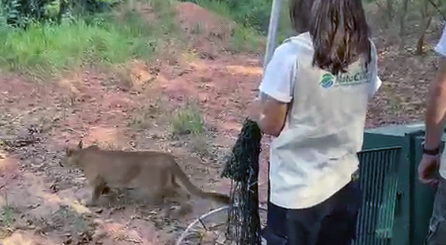Onça-parda resgatada em Nova Odessa no último mês volta à natureza