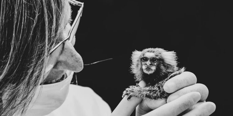 Projeto Mucky: organização não governamental sem fins lucrativos que resgata primatas nas mais variadas condições- Foto: Divulgação