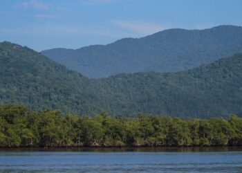 Área de manguezal na Mata Atlântica - Foto: José Eduardo Camargo/Pixabay/Divulgação