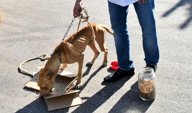 Pitbull desnutrido é resgatado em casa de Sumaré; tutora é presa