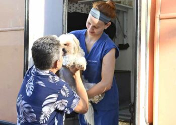 Tutora entrega cão para castração: procedimento evita ninhadas indesejadas e melhora qualidade de vida do pet - Foto: Eduardo Lopes/PMC/Divulgação