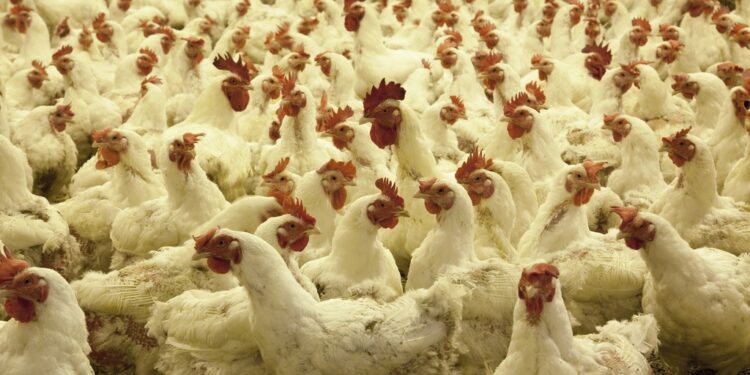 Suspeita era que gripe aviária teria acometido um funcionário do Parque da Fazendinha. Foto: PxHere/Divulgação