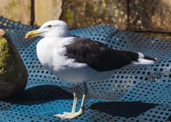 A gaivota foi devolvida ao seu habitat natural após passar por um longo processo de recuperação Foto: Divulgação
