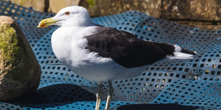 Após reabilitação, gaivota é devolvida à natureza em Ubatuba