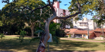 No Jardim Proença, em Campinas, uma árvore cheia de frutas, ou melhor, livros prontinhos para serem colhidos e levados para casa - Fotos: Kátia Camargo/Hora Campinas