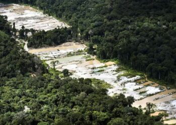 A Floresta Nacional de Urupadi foi criada em maio de 2016 e possui espécies raras. Foto: Daniel Bweltrá/Greenpeace/Divulgação