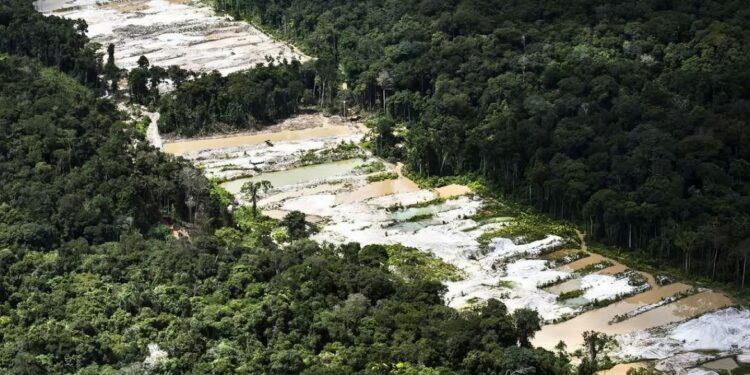 A Floresta Nacional de Urupadi foi criada em maio de 2016 e possui espécies raras. Foto: Daniel Bweltrá/Greenpeace/Divulgação