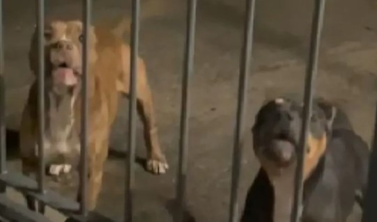 Ataque de pit bulls fere 8 em Jaguariúna; uma corre o risco de amputação do braço
