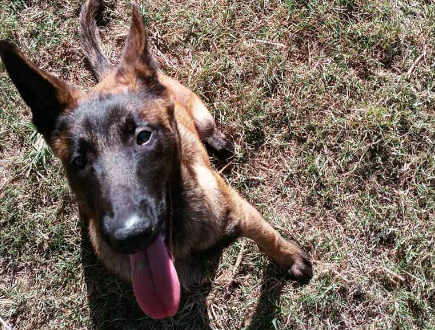 Concurso no Instagram vai escolher nome do novo cachorro da GM