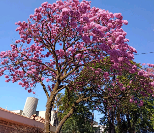 Caminhando com Rubem Alves e os ipês – por Kátia Camargo