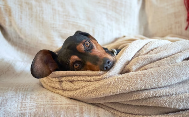 O objetivo é arrecadar cobertores, roupas de cama e de banho e alimentos para as pessoas, além de caminha, cobertorzinho e ração para cães e gatos - Foto: Freepik