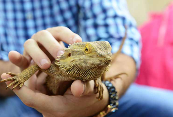 Bosque Interativo terá programação neste sábado em Campinas