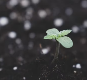 Artigo: A Amazônia e o THC – por Guilherme Athayde Ribeiro Franco