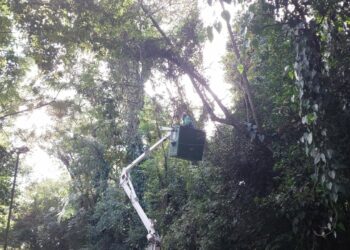 Poda e extração das árvores teve início no final de julho. Foto: Leandro Ferreira/Hora Campinas