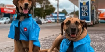 Cães ‘frentistas’ ajudam a divulgar a causa animal em Campinas e região