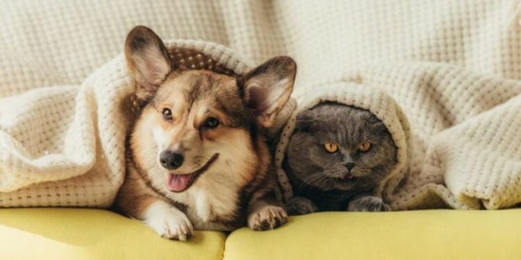 Cães e gatos demonstram que estão sentindo frio de formas diferentes Foto: Divulgação